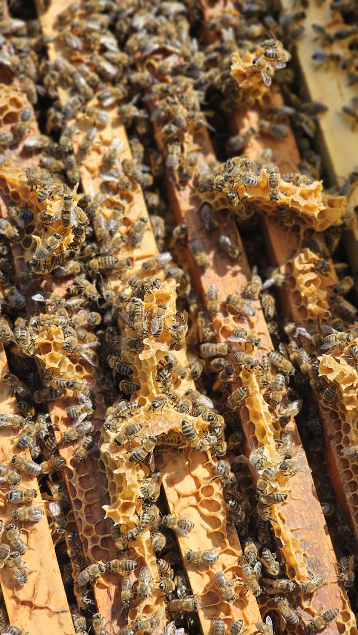 Detailed view of bees working on honeycomb in an apiary under sunlight in Bursa.